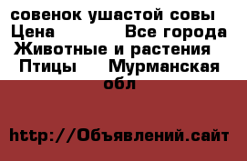 совенок ушастой совы › Цена ­ 5 000 - Все города Животные и растения » Птицы   . Мурманская обл.